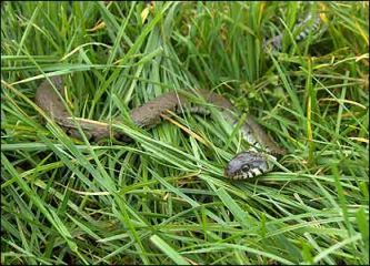 Snake in the Grass